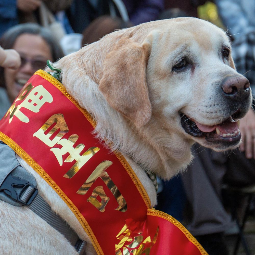 《圖說》新北市人氣最旺警犬-福星。〈動保處提供〉