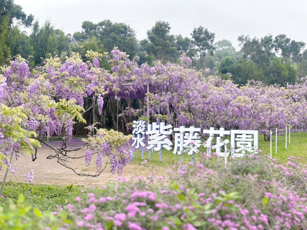 《圖說》淡水紫藤花園紫藤花花期將至--資料照片。〈農業局提供〉