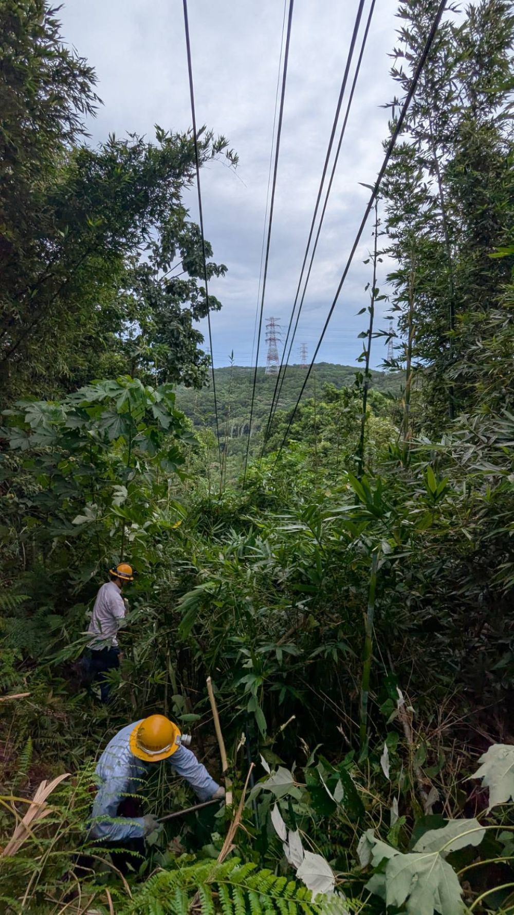 搶修楊柳颱風外圍環流停電 台電北西區處力拼今晚23:00復電 2 《圖說》台電北西區處搶修人員清除因強風吹襲壓在高壓線上的樹木,積極搶修恢復電力供應。〈北西區處提供〉