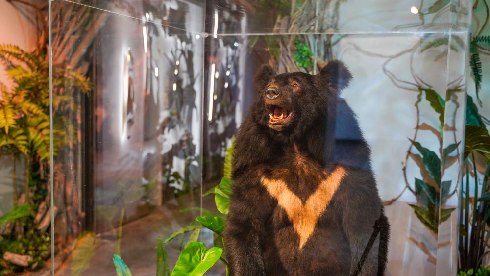 生命教育迴響熱烈 宗博兒童館特展延長至年底 1 《圖說》「不只一百種:保種計畫II--當小黑熊與不同的生命相遇」特展,從一隻來自雪山的斷腳小黑熊的真實故事開始。〈宗博館提供〉