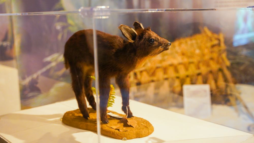 生命教育迴響熱烈 宗博兒童館特展延長至年底 2 《圖說》展覽與農業部生物多樣性研究所合作,以原生動物標本為媒介。〈宗博館提供〉