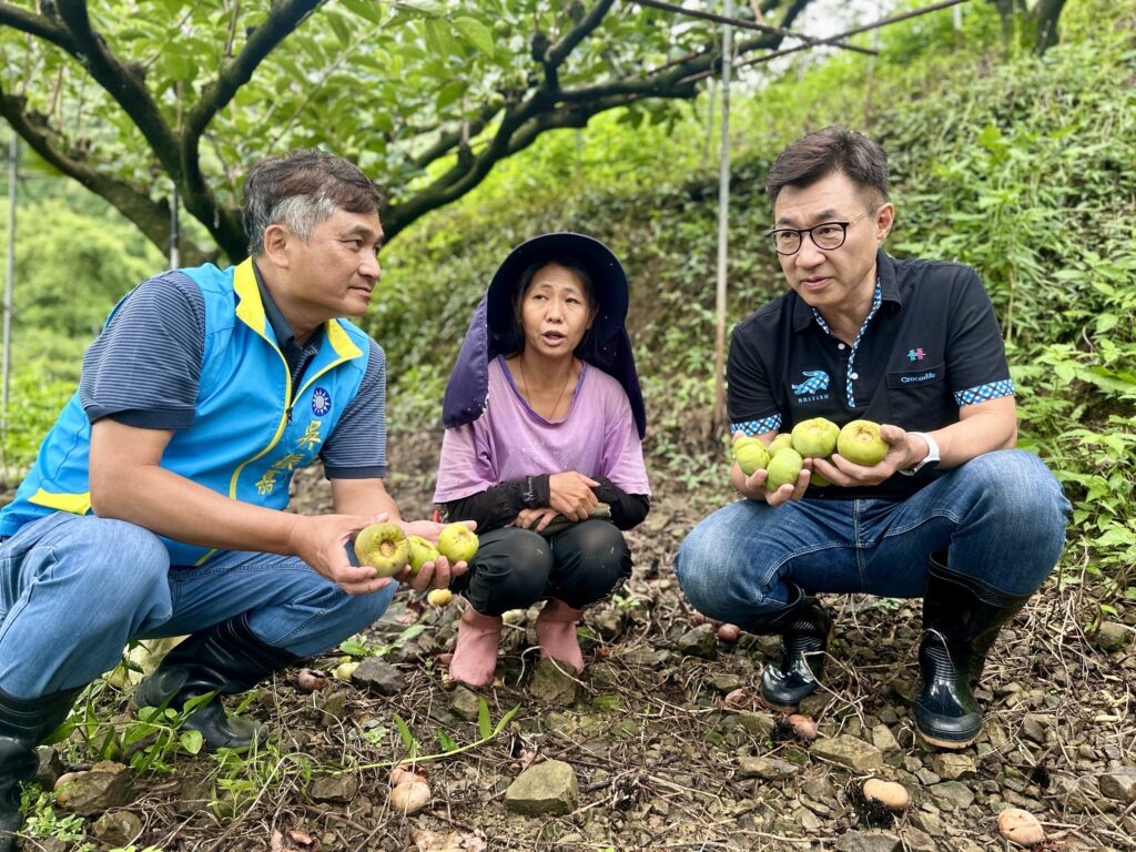 關心東勢果園大雨農損 江啟臣爭取全品項補助 1 江啟臣