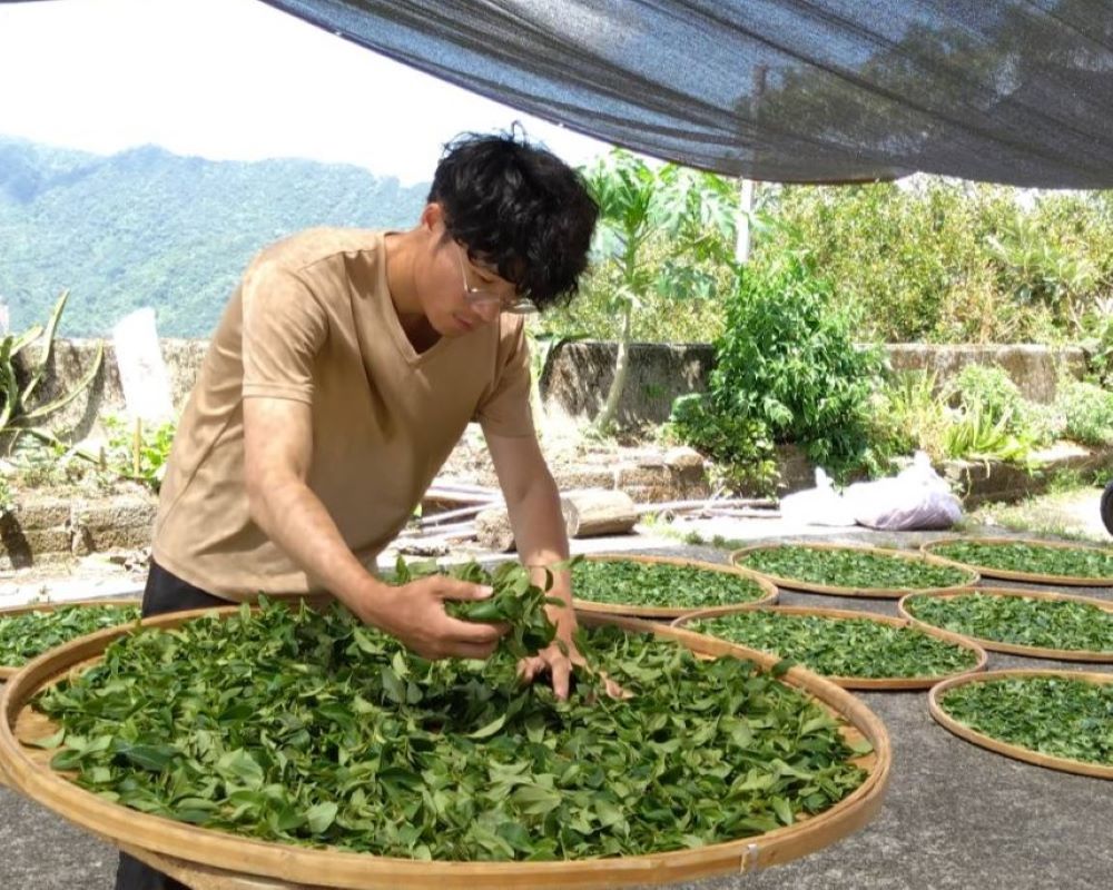 《圖說》石碇青農張智翔4度獲得頭等殊榮。〈農業局提供〉