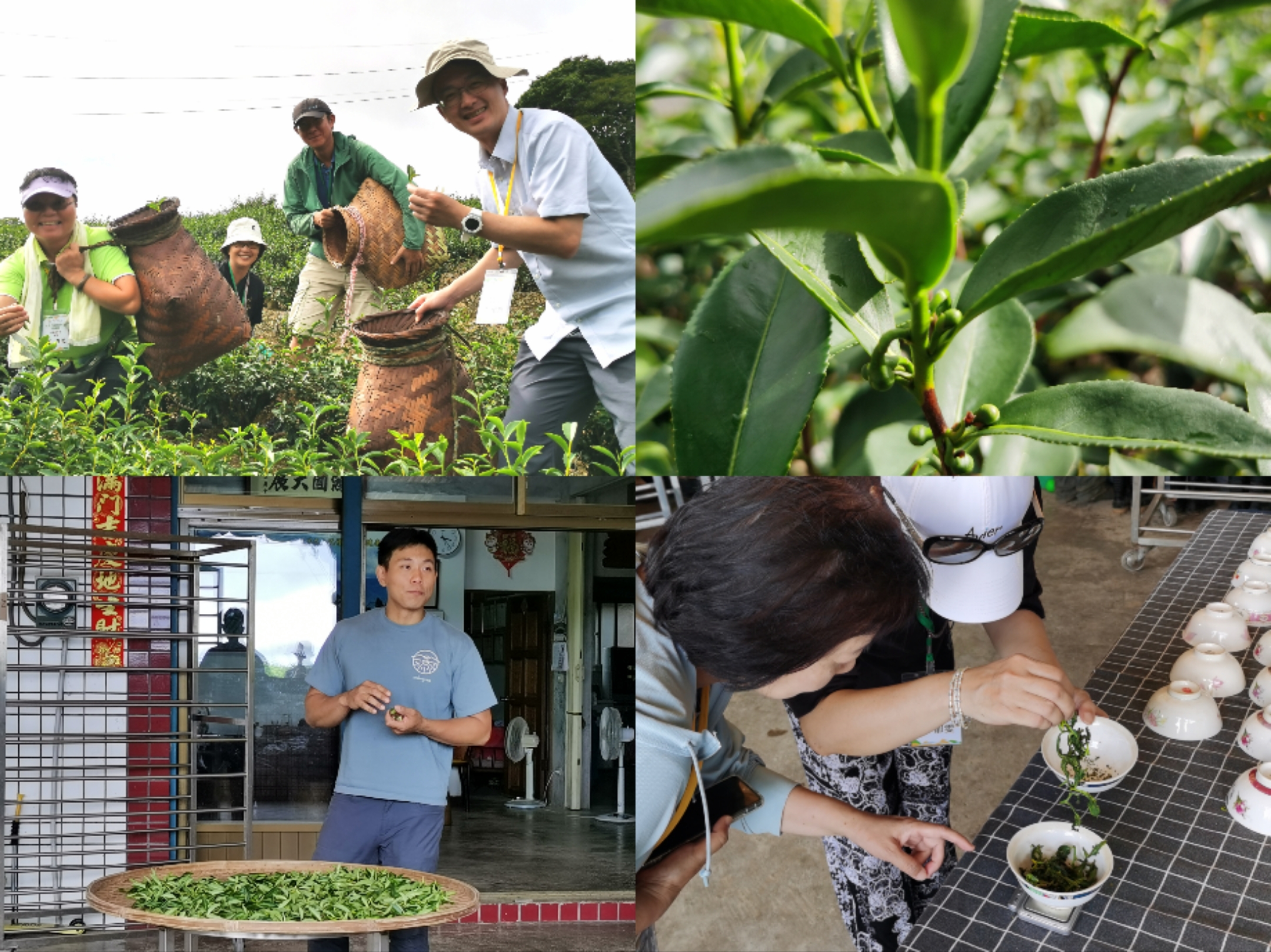 新北市打造低碳旅遊新典範,三條綠色路線行程串聯環境教育與在地文化 6 Collage 20250919 132207 012304