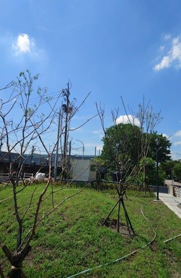 五股景觀橋開放通行 侯友宜開箱翻轉地方新風貌 4 《圖說》公園綠意盎然,成為五股新景點。〈水利局提供〉