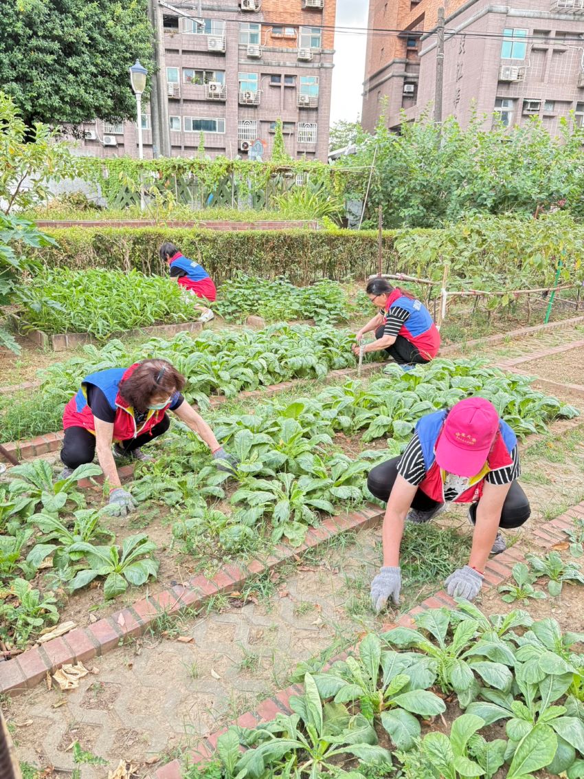 《圖說》淡水油車里環保志義工種植蔬菜，共同認養維護。〈環保局提供〉