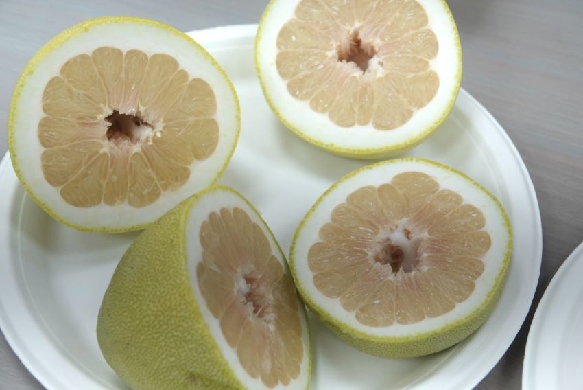 《圖說》今年新北文旦品質表現亮眼，果肉Q彈細緻、果香濃郁，風味更勝以往。〈農業局提供〉