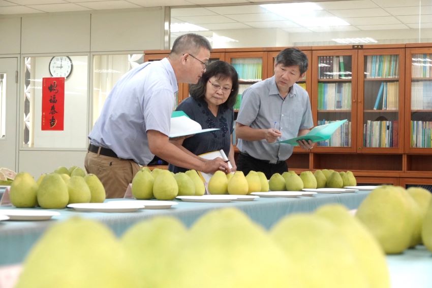 《圖說》評審依果型大小、肉質風味、外觀色澤、糖度及種子數等五大項目進行評定。〈農業局提供〉